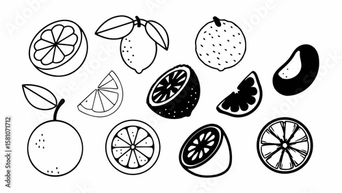 Collection of hand drawn citrus fruits and slices in black and white