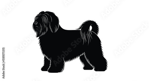 A Lively Companion Exploring the Energetic Nature of a Fluffy Dog Breed