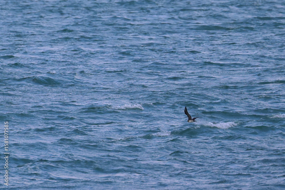 Fototapeta premium new zealand tern