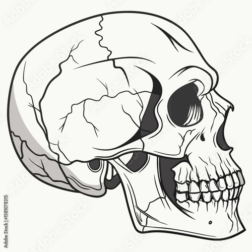 human skull vector illustration