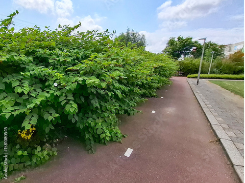 Japanese Knotweed as an invasive exotic along a bike path in Capelle aan den IJssel