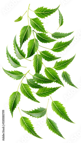 Flying fresh green neem leaves with natural texture and herbal detail isolated on transparent white background, clipping path