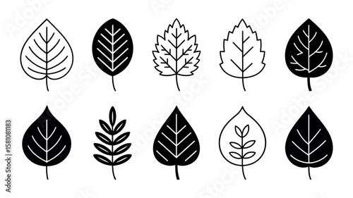 Vector art of a collection of diverse leaf shapes isolated on white background represents botanical variety