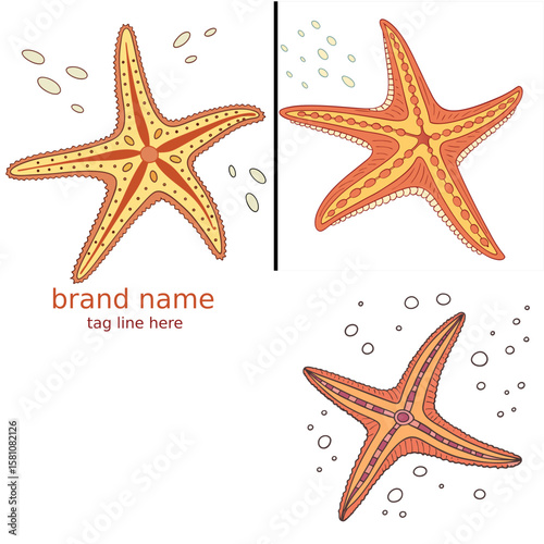 vector illustration of a starfish