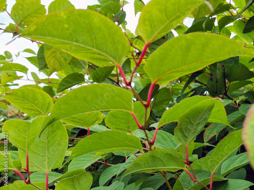 Japanese Knotweed as an invasive exotic along a bike path in Capelle aan den IJssel