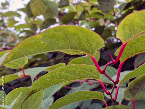 Japanese Knotweed as an invasive exotic along a bike path in Capelle aan den IJssel