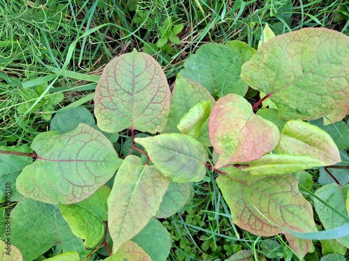 Fallopia japonica or japanese knotweed plant as invasive exotic weed