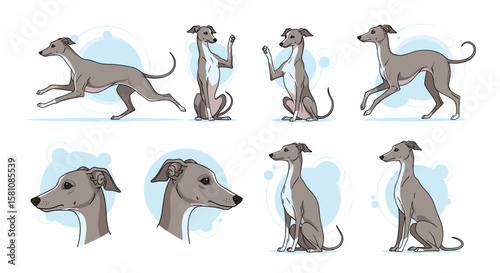 Collection of Italian Greyhound Poses and Portraits Showing Graceful Canine Forms