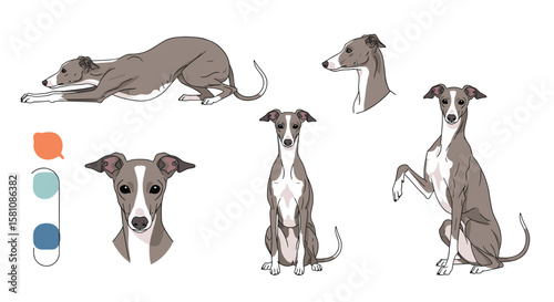 Collection of Italian Greyhound Poses and Heads Showing Graceful Canine Forms