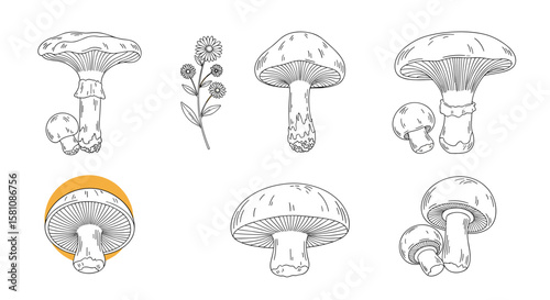 Collection of Mushroom Illustrations for Culinary and Botanical Use