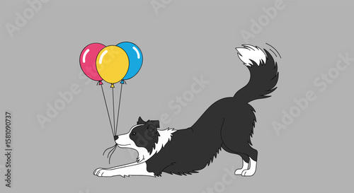 Joyful Border Collie Plays With Colorful Balloons on a Special Day