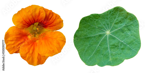 Set of a vibrant orange nasturtium flower blossom and a green leaf, isolated image on transparent background, perfect for botanical design, gardening and floral compositions