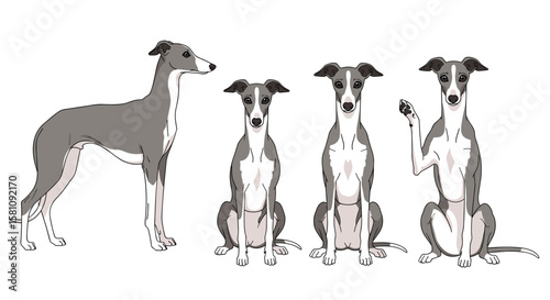 Elegant Italian Greyhounds Showing Their Graceful Stature and Distinctive Features