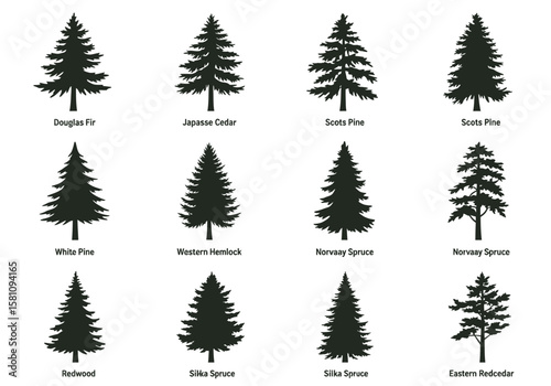 Collection of Twelve Different Evergreen Tree Silhouettes with Names, Isolated on White