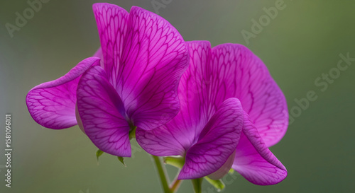 Close-up of two vibrant purple flowers with delicate veining, showcasing intricate petal texture.  Represents natural beauty and floral elegance, ideal for nature or botanical themes.