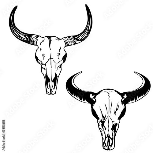 Cow Skull