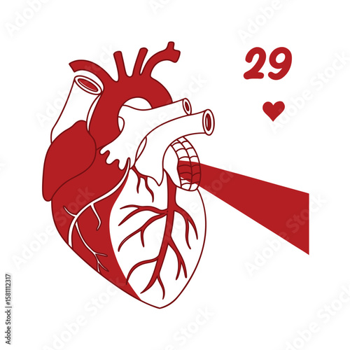 Anatomical Human Heart with the number 29, Symbolizing World Heart Day and Cardiovascular Health