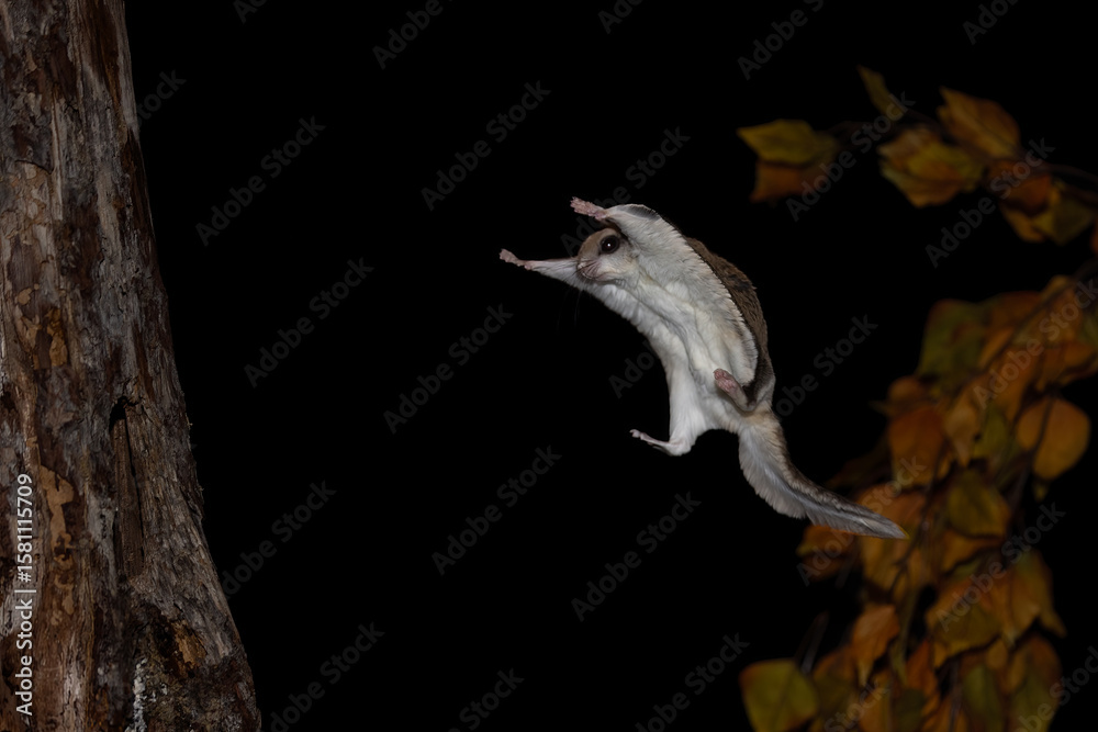 Obraz premium Southern Flying Squirrel gliding at night in autumn, taken under controlled conditions
