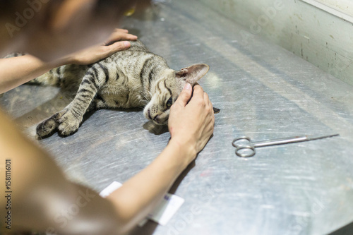 Nurse takes care after a surgical castration of a brown cat at a public veterinary facility in Vietnam