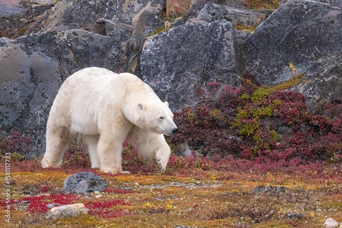 Polar Bear  taken in Churchill Manatoba Canada