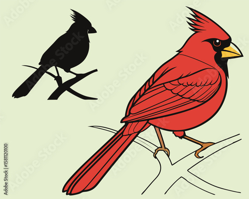 Vector art of a vibrant red male cardinal perched on a branch with a black silhouette of another cardinal