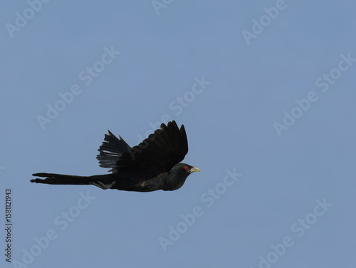 Asian Koel Eudynamys scolopaceus parasitic cuckoo Pakistan breeding male glossy black with red eyes loud koo-oo calls South Asia wildlife conservation bird photography