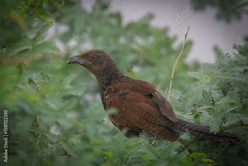 Greater Coucal Centropus sinensis
In Pakistan, found throughout the plains. Its booming call is music in rural landscape, raids other birds and has predatory instinct
