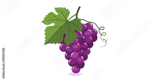 Juicy purple grapes with a green leaf and twisting vine illustration