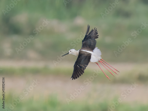 Black-winged Stilt Himantopus himantopus elegant long legged wader Pakistan wetlands mudflats shoreline striking black white plumage waterbird wildlife conservation longest legs bird