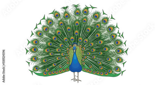 Magnificent peacock displays its iridescent feathered train in full glorious spread