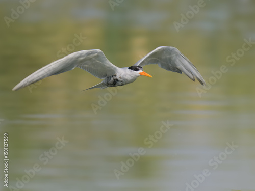 Black-bellied Tern Sterna acuticauda Juvenile Non Breeding

“Endangered” on IUCN Red List of Threatened Birds.Elegant black belly white body orange bill Rivers wetlands Eats fish insects in flight 