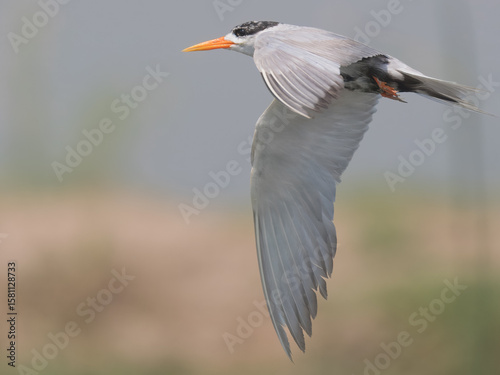 Black-bellied Tern Sterna acuticauda Juvenile Non Breeding

“Endangered” on IUCN Red List of Threatened Birds.Elegant black belly white body orange bill Rivers wetlands Eats fish insects in flight 