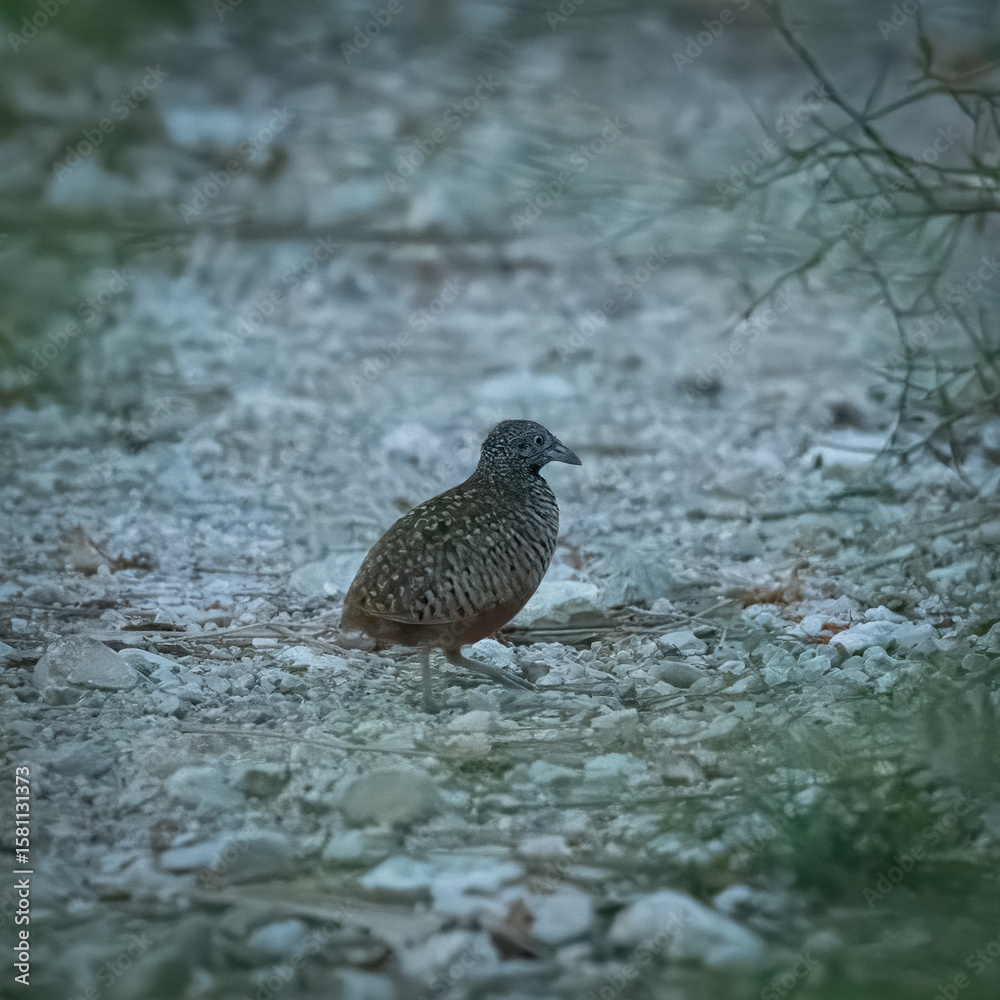 Barred Buttonquail Turnix suscitator ground bird Pakistan scrublands camouflaged plumage gamebird polyandrous behavior wildlife conservation nature photography Barred Buttonquail Turnix suscitator ground bird Pakistan scrublands camouflaged plumage gamebird polyandrous behavior wildlife conservation nature photography
