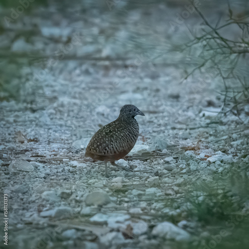 Barred Buttonquail Turnix suscitator ground bird Pakistan scrublands camouflaged plumage gamebird polyandrous behavior wildlife conservation nature photography