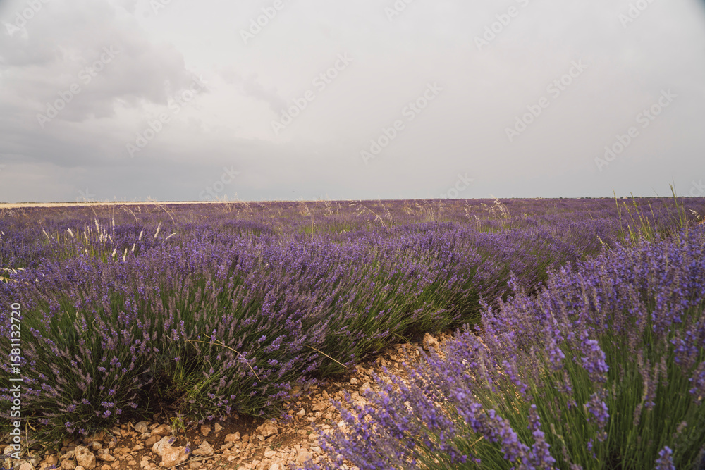 Obraz premium Lavender fields in Brihuega during the Lavender Festival in Guadalajara, Castilla-La Mancha