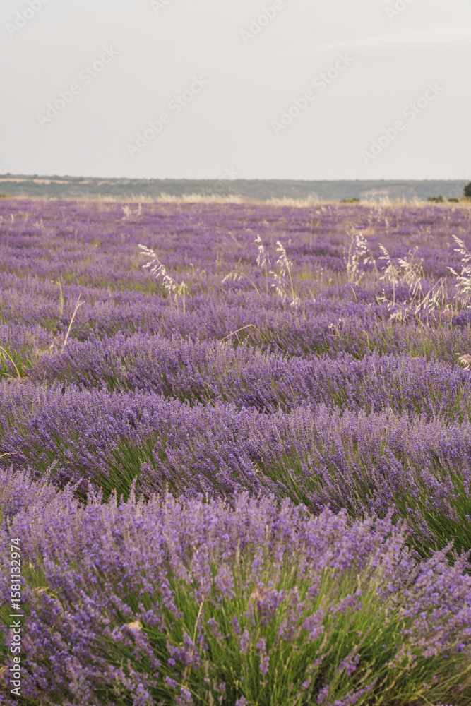 Naklejka premium Experience the vibrant lavender fields at Festival de la Lavanda in Brihuega, Guadalajara, Spain during summer
