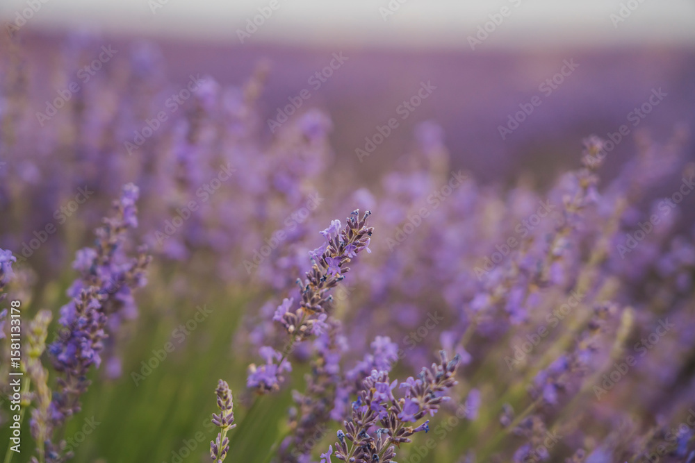 Fototapeta premium Experience the charm of the Lavender Festival in Brihuega, Guadalajara, Castilla-La Mancha, Spain during summer