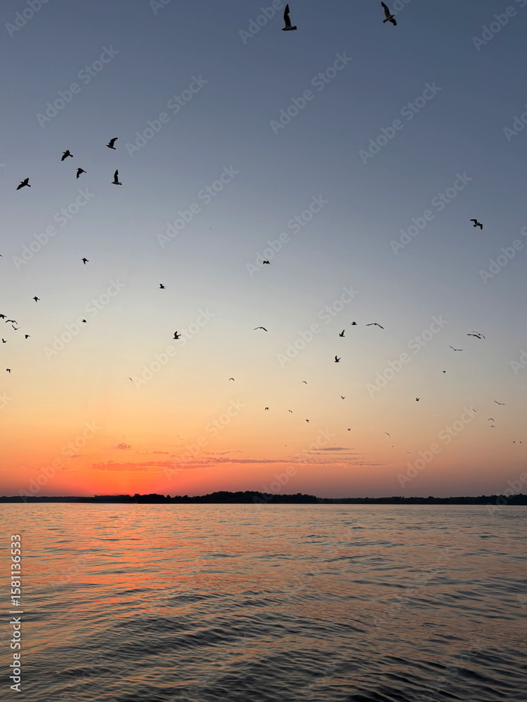 Obraz premium seagulls at sunset