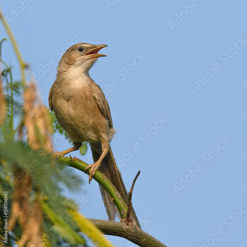 Common Babbler Argya caudata

Small, sociable bird. Brownish plumage, long tail. Scrublands, dry forests. Eats in groups for insects, seeds, making loud calls. Afghan Babbler a separate species now