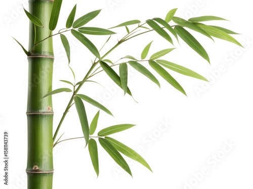 bamboo isolated on white background