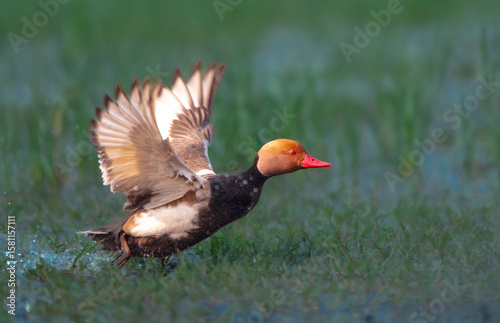 wild duck in the water
