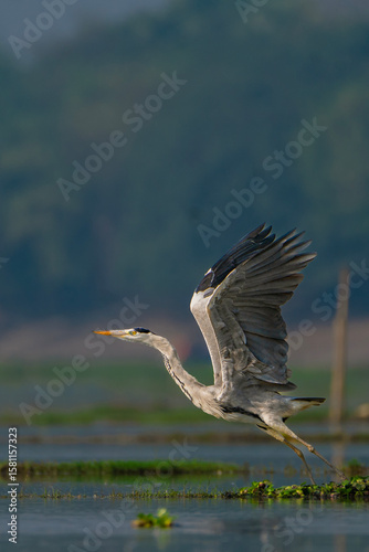 heron in flight