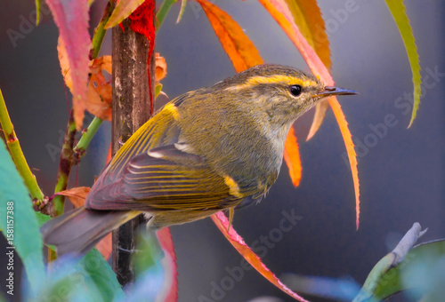 blue tit on a branch