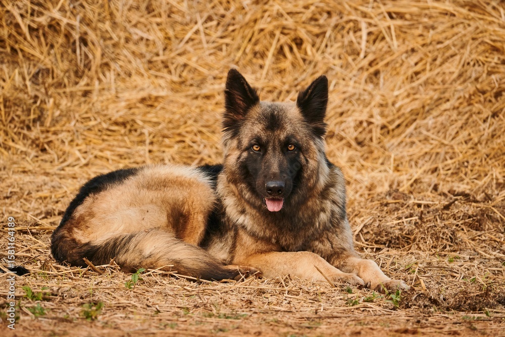 Fototapeta premium German Shepherd dog on hay