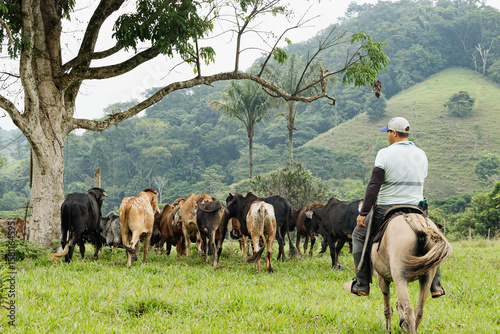 Traditional Livestock Farming in Rural South America
