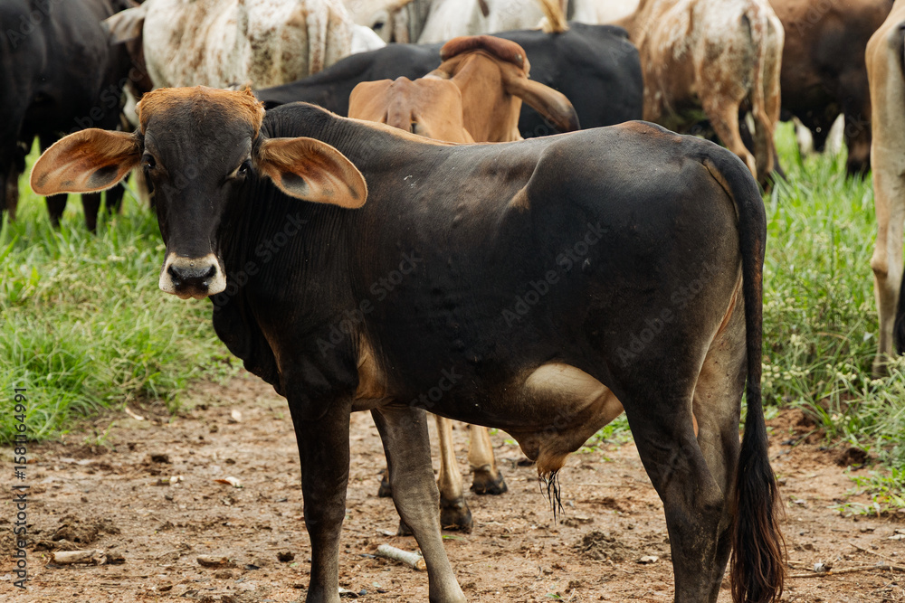 Portrait of Zebu Cow in a Brown Herd on Pasture Portrait of Zebu Cow in a Brown Herd on Pasture