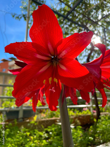 Vibrant red flowers with elongated petals and green leaves in natural arrangement Spiky bloom silhouettes contrast against dense greenery and ambient daylight