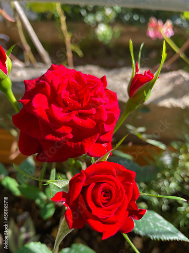Cluster of blooming red roses with shaded leaf surroundings and textured petals The flowers unfold in rhythmic color above richly veined leaves and soft garden light