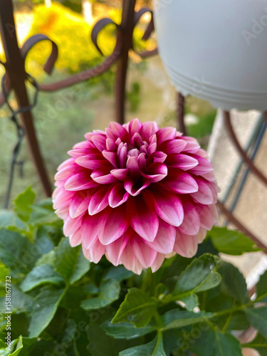 Pink dahlia with layered petals and deep green leaves in garden vignette Textural depth unfolds in the floral composition with refined color and shape
