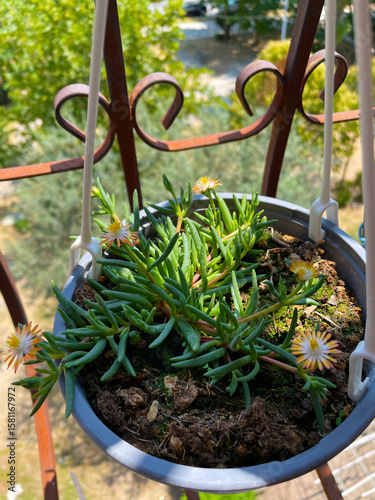 Elevated potted plant with bold leaves above wrought iron balcony rail Thick green leaves sprout from ceramic container resting on balcony structure